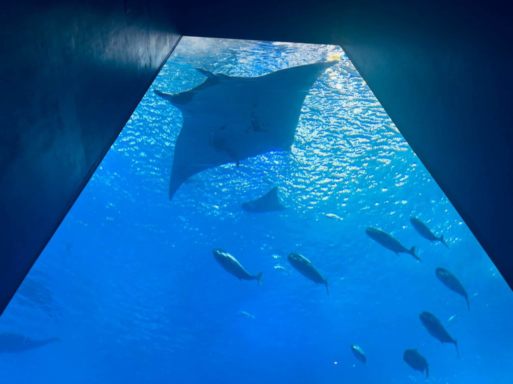 カフェオーシャンブルー