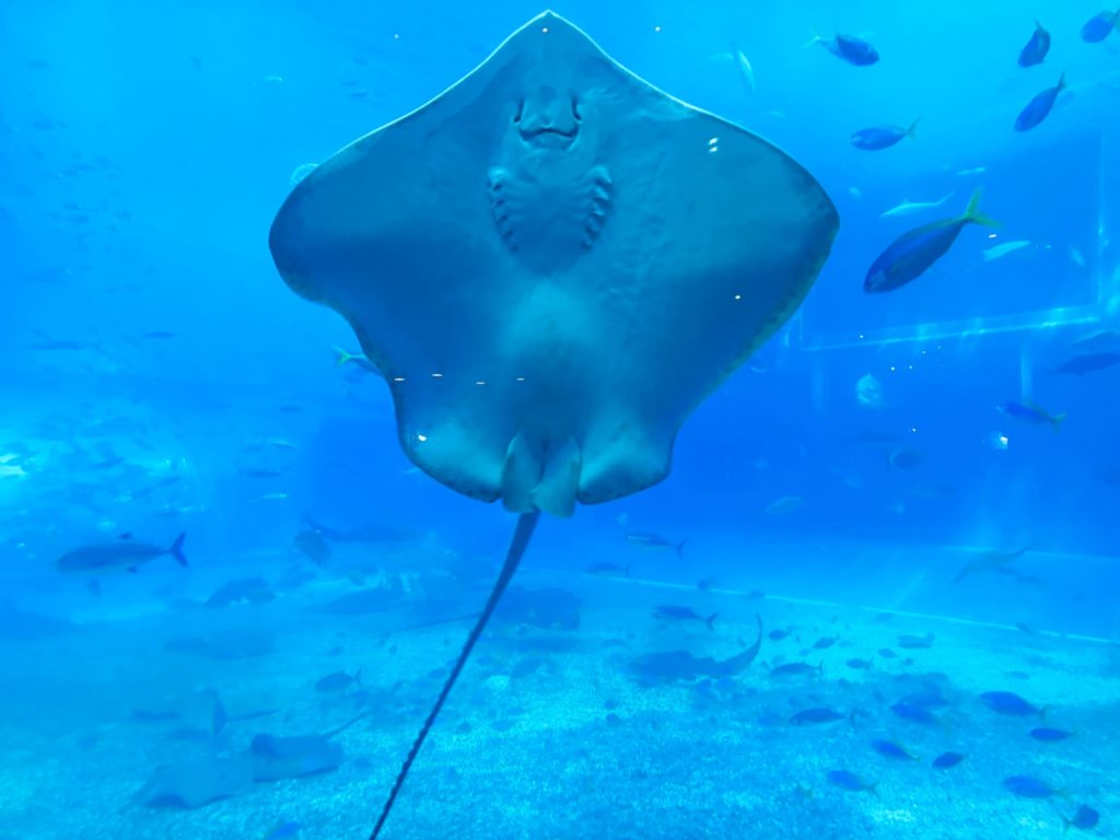 カフェオーシャンブルー