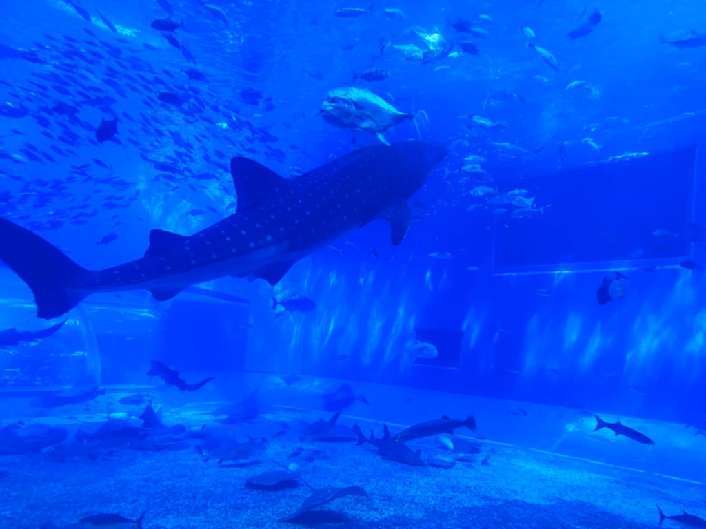 カフェオーシャンブルー